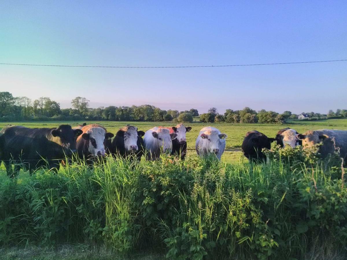 Castletownmoor Clinic & Permaculture Farm Hotel Kells  Kültér fotó